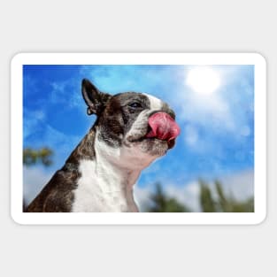 Boston Terrier v Peanut Butter Sticker